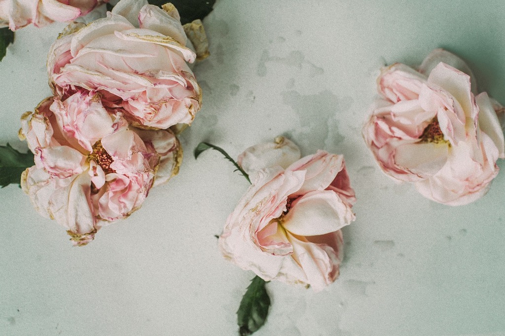 dried peony buds on the table