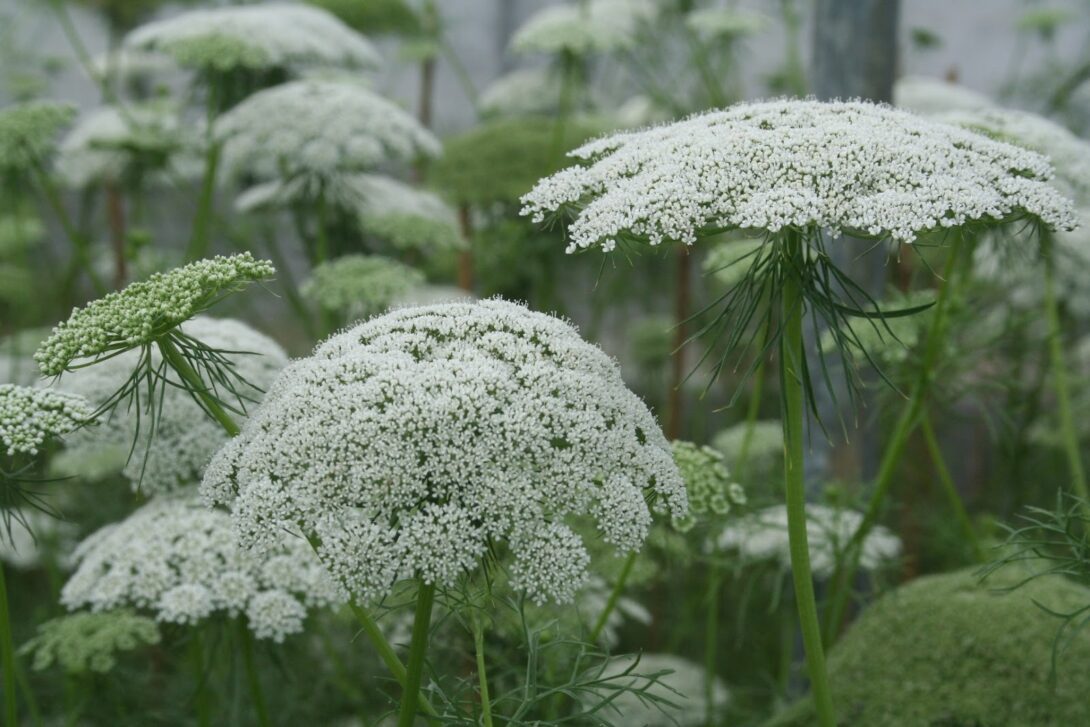 Ammi flowers