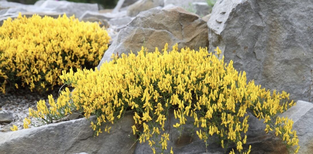 Genista flowers