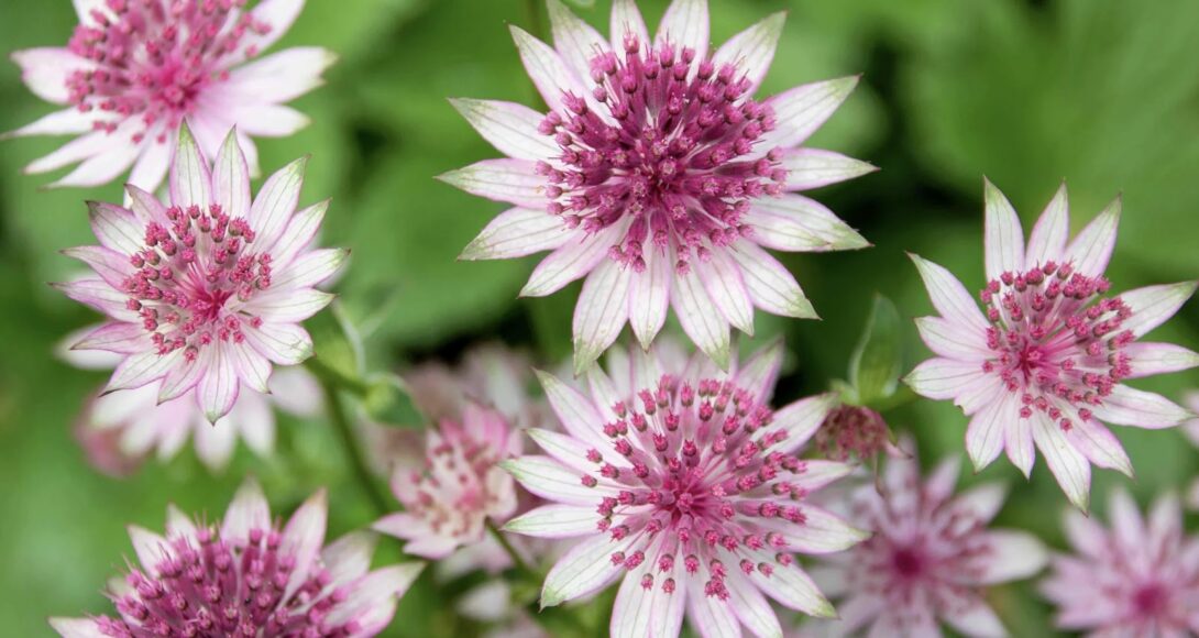 Astrantia flowers