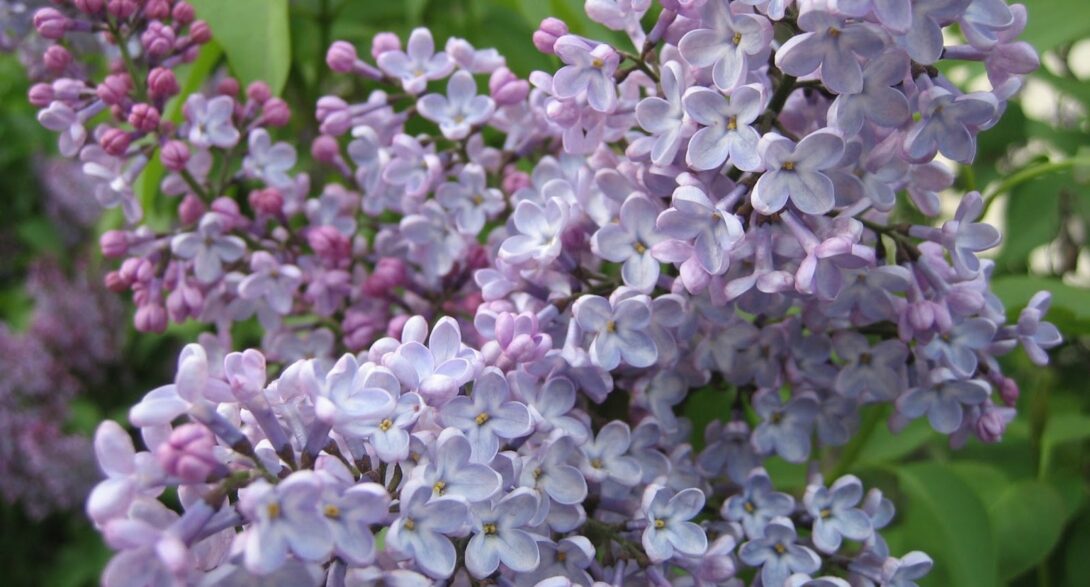 Syringa flowers