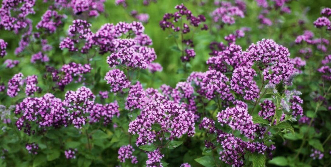 Oregano flowers