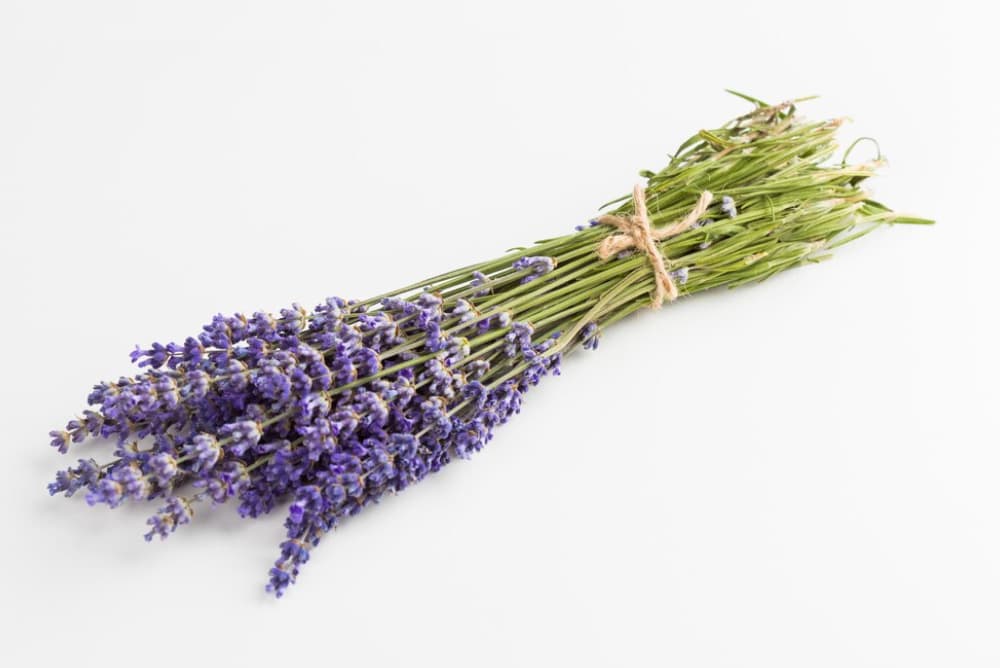 A bundle of fragrant purple lavender tied with a rustic twine