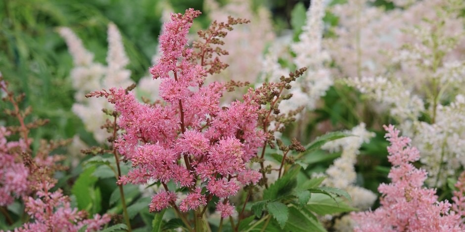 Astilbe flowers