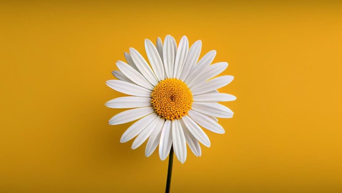 A single daisy with white petals against a bright yellow background