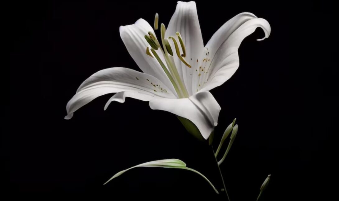 An elegant white lily bloom set against a dark, contrasting backdrop