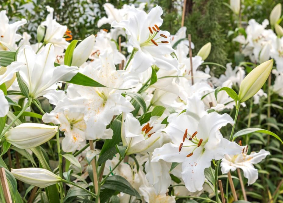 A lush field of blooming white lilies